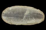 Pecopteris Fern Fossil (Pos/Neg) - Mazon Creek #92302-2